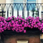 Balconi fioriti a casa tua