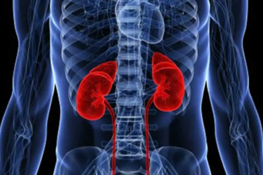 Reni in salute: ecco l’alimentazione migliore da seguire