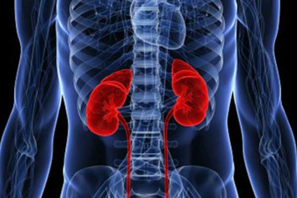 Reni in salute: ecco l’alimentazione migliore da seguire
